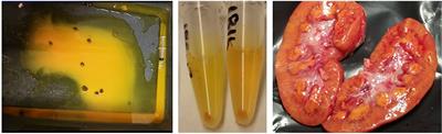 Early clinical indicators of acute kidney injury caused by administering high-dose methotrexate therapy to juvenile pigs